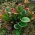 Heliamphora nutans