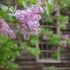 liliac batut