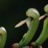 planta carnivora - cobra