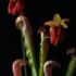 planta carnivora - Sarracenia