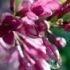 roua pe flori de liliac (macro)