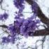 vis albastru cu flori de jacaranda