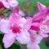weigela