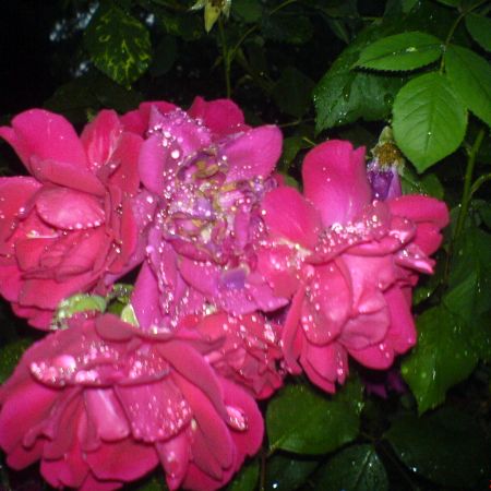 trandafiri plouati