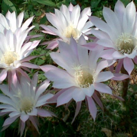 flori de cactusi