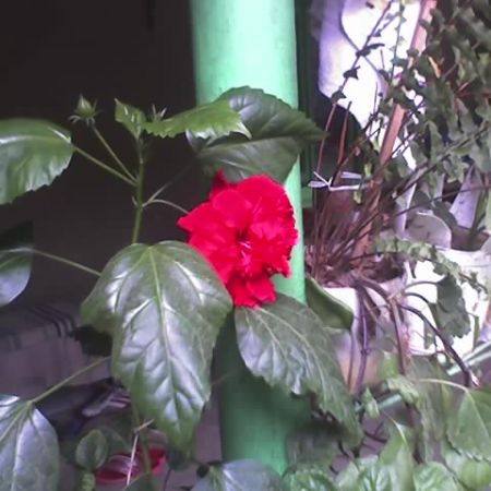 trandafir rosu de ghiveci