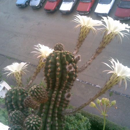 Cactus cu 5 flori