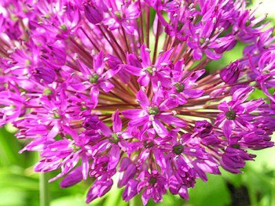 Allium hollandicum 'Purple Sensation'