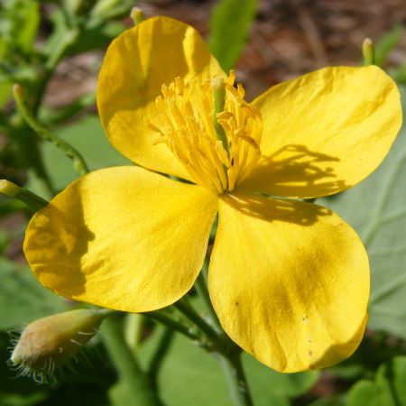 floare de rostopasca