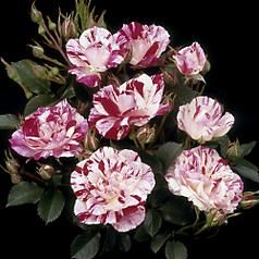 Rosa gallica versicolour