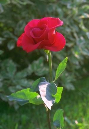 trandafieul iubiri