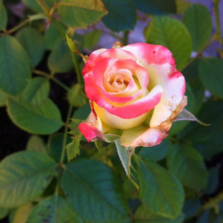 trandafir Printesa Farah