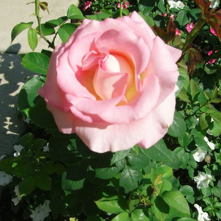 trandafir pink