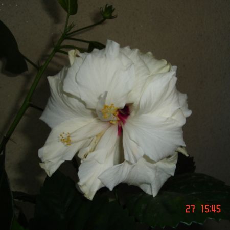 Trandafir japonez alb