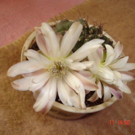 Floare alba de cactus