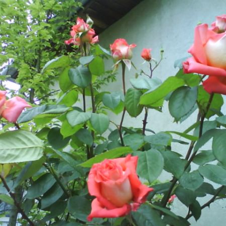 trandafirii mei dragi...