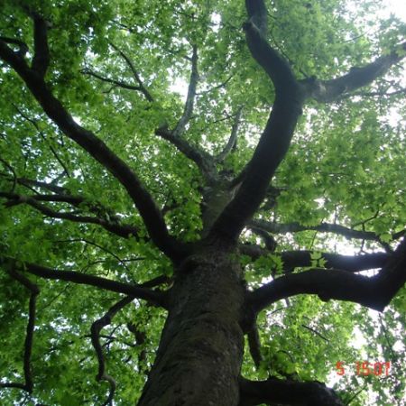 copac din Belgia