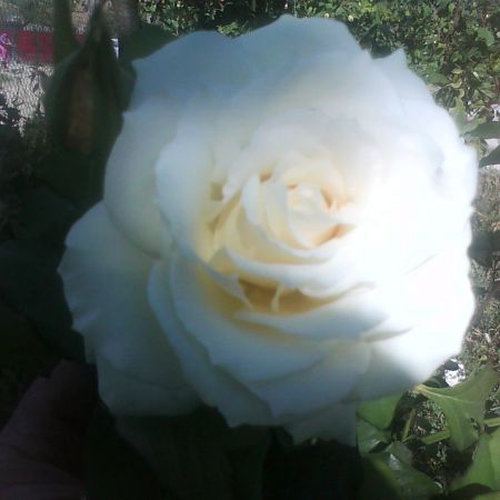 trandafir Alb
