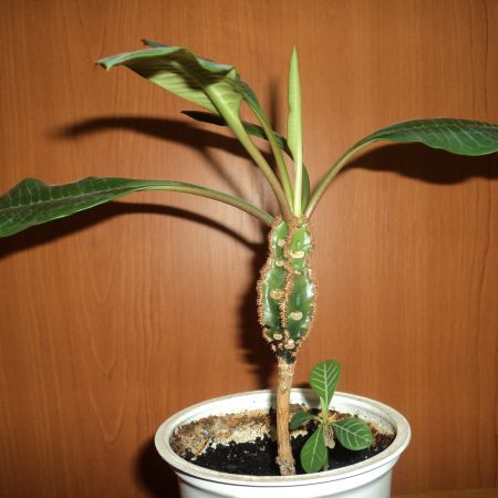 plantuta gingasa