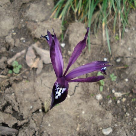 iris reticulata 