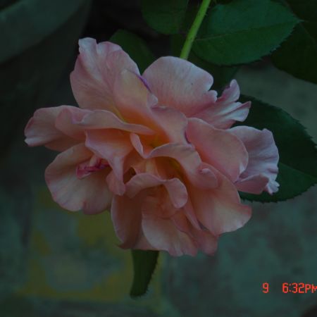 trandafir chinezesc