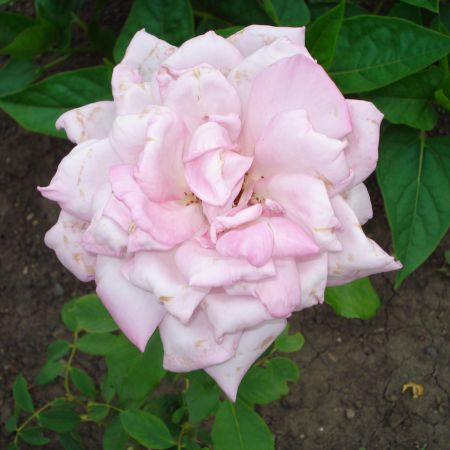 trandafir superb