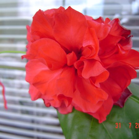 trandafir japonez