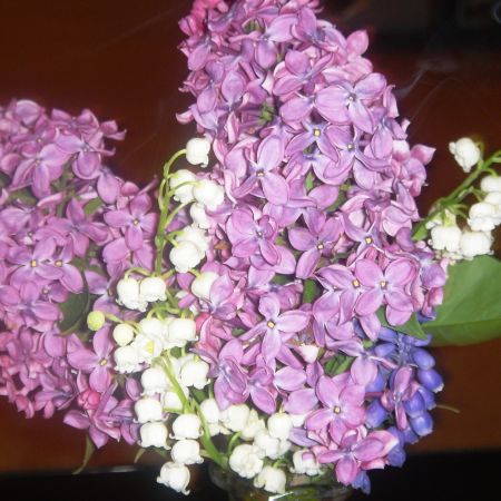 Liliac, lacramiore si violete