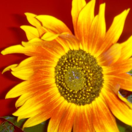 Floarea Sorelui 