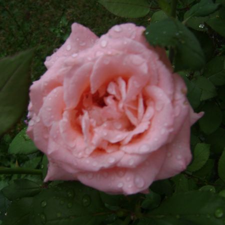 trandafir(paty)