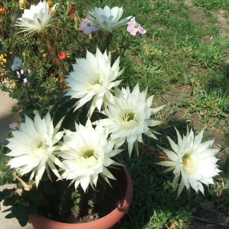  flori de cactus 