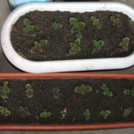 coleus  plantute mici