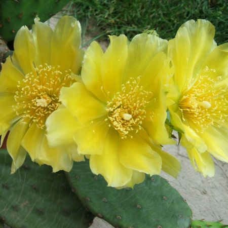  Flori de cactus