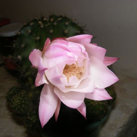 floare roz de cactus
