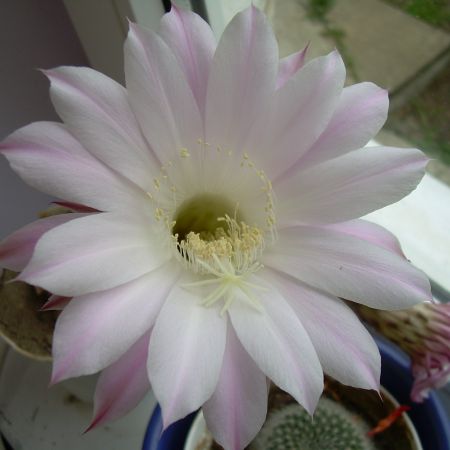 floarea de cactus