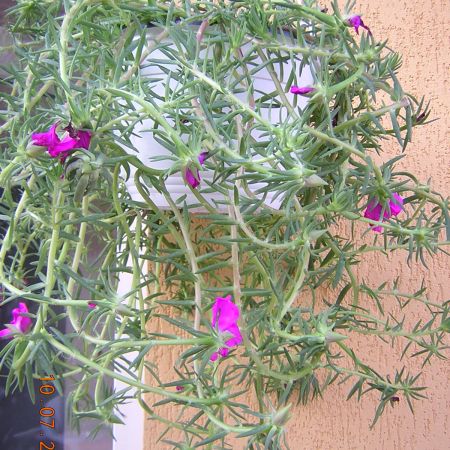 planta cu flori