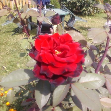 trandafir rosu-cafeniu