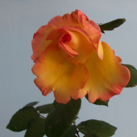 rosa di maggio