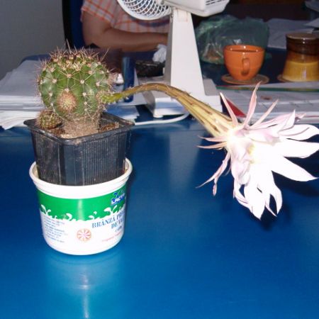 floare de cactus2