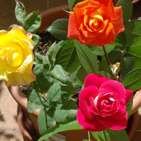 mix rose di maggio
