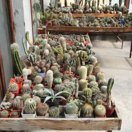 cactusi din colectia mea