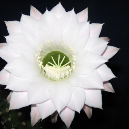 Floare de cactus-detaliu
