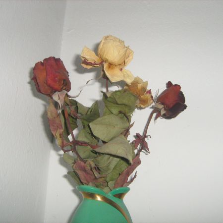 trandafiri uscati