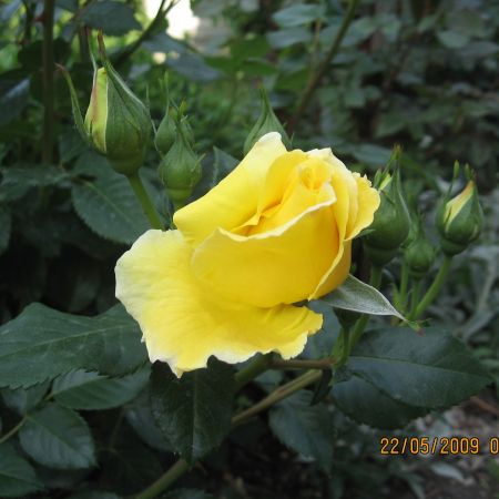 Trandafir galben