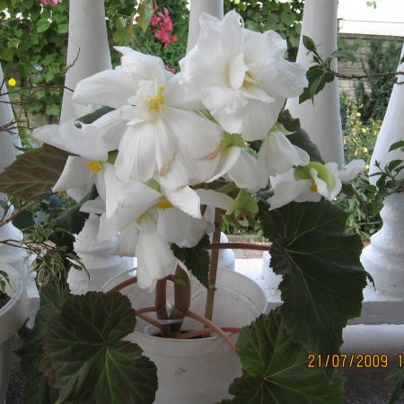 Begonia cu flori foarte mari