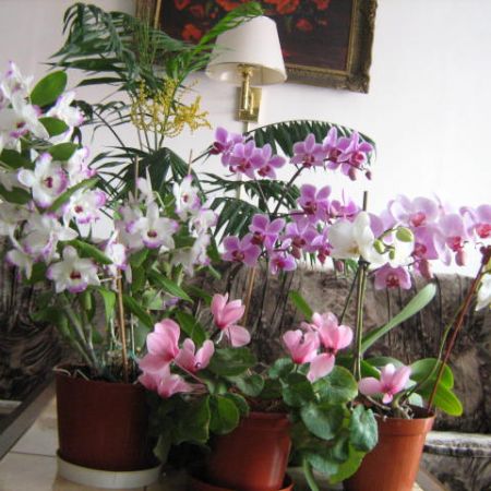 Orhidee si alte plante
