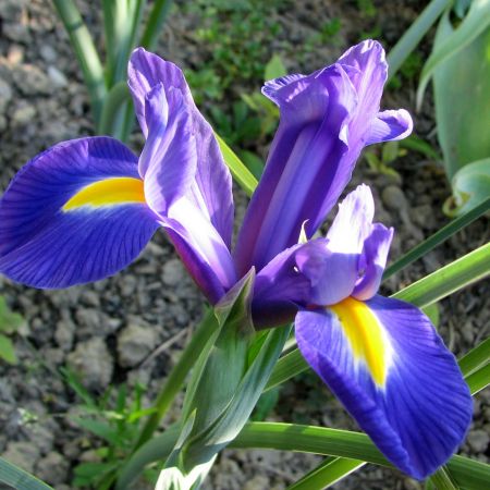 Iris (MaSt)