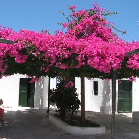 Bungavileea din Santorini, Grecia
