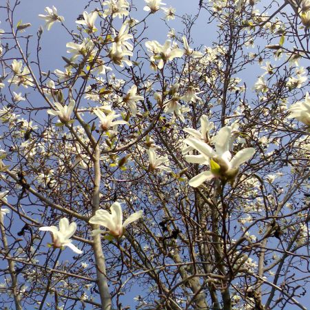 O alta magnolie preferata
