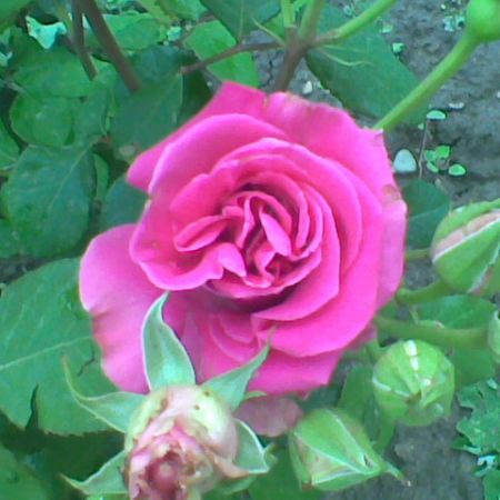 trandafir v